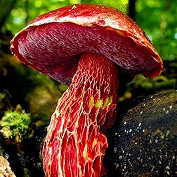 Mushroom Seeds for Planting Red - 100 Pcs pcs