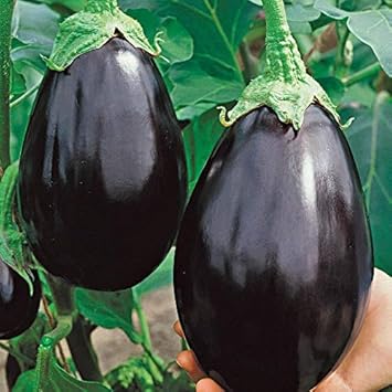 Black Eggplant Solanum melongena for planting in home garden