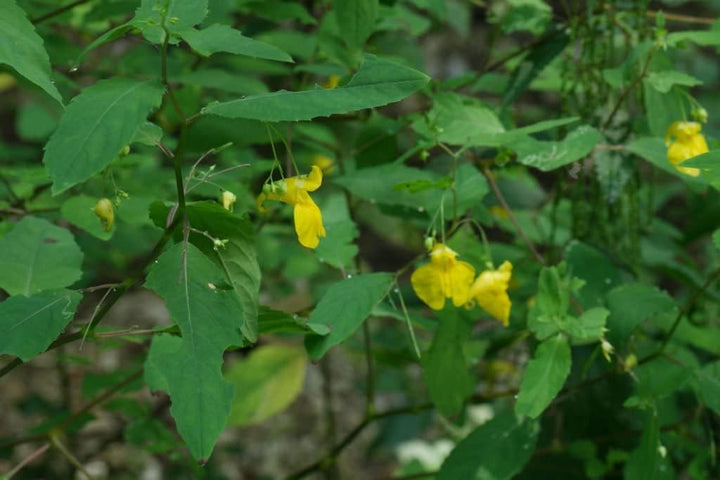 Heirloom Balsamine Yellow Flower Seeds – Non-GMO Bright Annual Blooms for Garden Planting