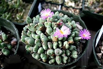 Heirloom Non-GMO Conophytum Burgeri Succulent Seeds for Planting – Rare Living Stone Variety