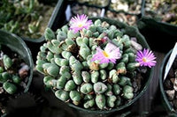 Heirloom Non-GMO Conophytum Burgeri Succulent Seeds for Planting – Rare Living Stone Variety