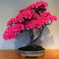 Pink Perennial Azalea Seeds for Planting â€“ Heirloom, Non-GMO Seeds for planting in home garden