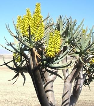 Green Aloe Dichotoma Plant Seeds for Planting- Unique Garden Growth ? Fresh Herb for Your Garden