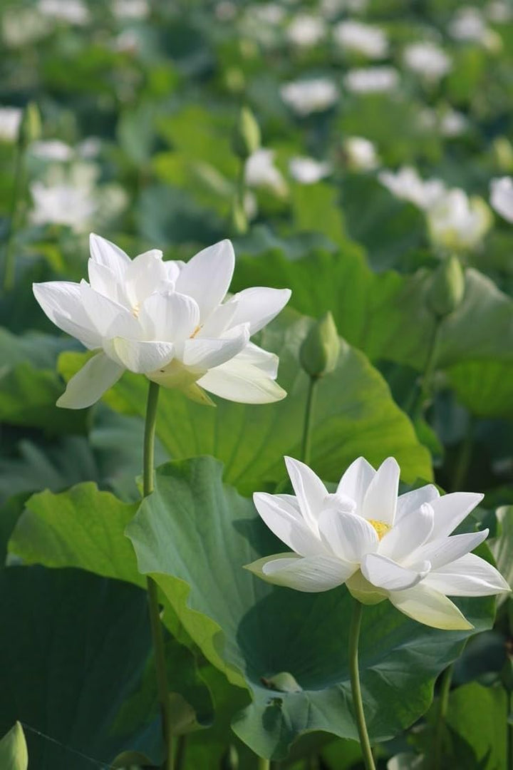 White Sacred Lotus Seeds (Nelumbo Nucifera) for Planting, Heirloom, Non-GMO