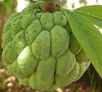 Green Custard Apple Fruit Seeds for Planting – Grow Your Own Sweet & Exotic Fruit