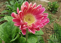 Pink Jamesonii Flower Seeds for Planting, 100 pcs seeds for planting in home garden