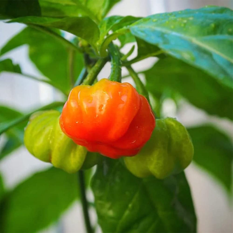 Aji Dulce Yellow Round Pepper Seeds for Planting heirloom & Non-GMO Seeds