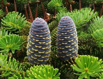 Organic Abies Koreana Plant Seeds for Planting – Heirloom, Non-GMO
