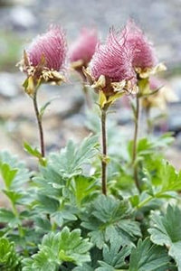 Triflorum Flower Seeds for Planting – 100 pcs