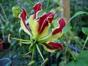 Red Rothschildiana Flower Seeds for Planting ƒ?? Fresh, Organic, Heirloom, Non-GMO Lily Seeds