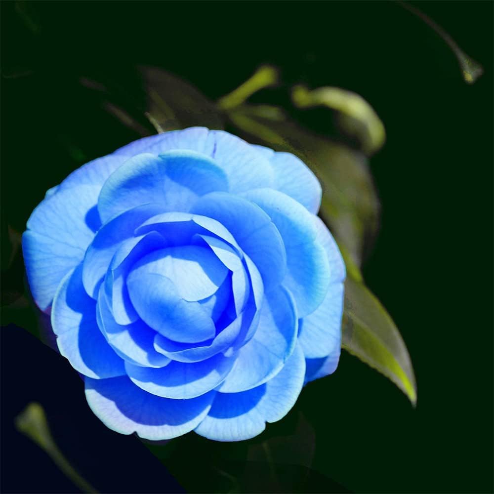 Blue Camellia Flower Seeds – Heirloom Non‑GMO