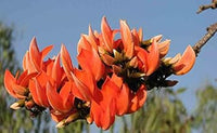 Monosperma Flower Seeds for Planting - 100 pcs for planting in your garden.