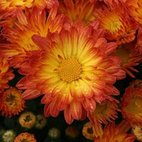 Yellow (Yellow scientific name) for planting in garden
