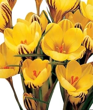 Heirloom Non-GMO Yellow Crocus Flower Seeds for Garden Planting – Early Spring Blooming Variety
