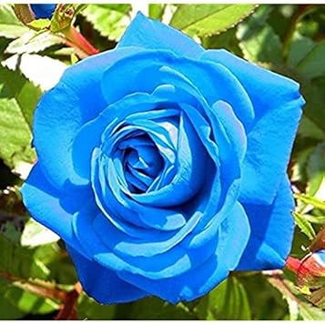 Blue Unique Roses Plant Seeds - Heirloom, Non-GMO Garden Seeds for Planting â€“ Rare Flower Seeds for planting in home garden