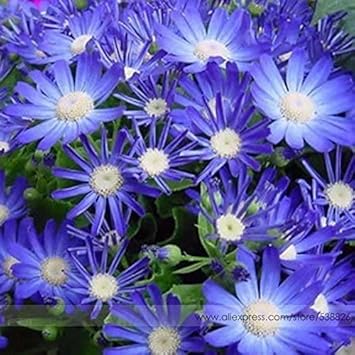 Organic Blue Bellis Perennis Seeds for Planting – Heirloom, Non-GMO seeds for planting in home garden