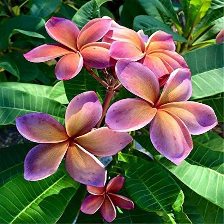 Organic Red White Frangipani Flower Seeds for Planting – Heirloom, Non-GMO