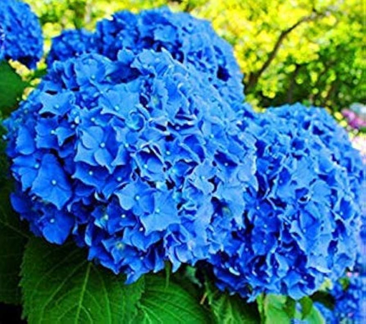 Heirloom Non-GMO Blue Climbing Geranium Flower Seeds for Planting â€“ Vibrant Vining Garden Blooms