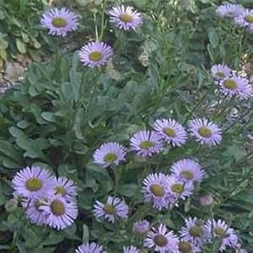 Purple Erigeron Flower Seeds for Planting, 100 pcs