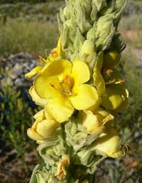 Yellow Verbascum Thapsus Flower Seeds - 100 pcs