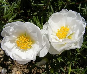 Heirloom Non-GMO Portulaca Grandiflora Flower Seeds | Vibrant Moss Rose Blooms