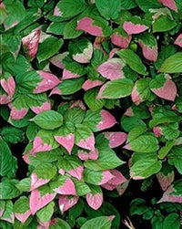 Actinidia Kolomikta Plant Seeds for Hardy and Sweet Fruit Trees 100 Pcs pcs