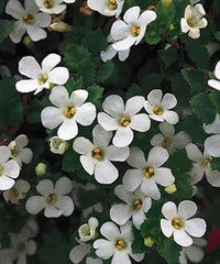 Bacopa Colgantes Flower Seeds for Planting, 100 pcs