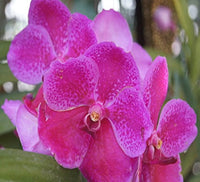 Heirloom Non-GMO Butterfly Orchid Flower Seeds for Garden Planting ƒ?? Elegant Pink Shade Blooms