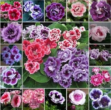 100 Pcs