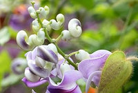 Vigna Caracalla Flower Seeds for Planting â€“ NON GMO Seeds for planting in home garden