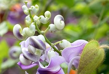 Vigna Caracalla Flower Seeds for Planting â€“ NON GMO Seeds for planting in home garden