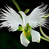 White (White scientific name) for planting in garden