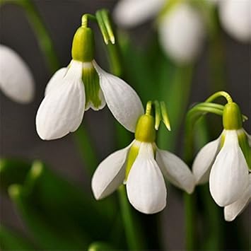 White Snowdrop Flower Seeds – Heirloom, Non-GMO Flower Seeds for Planting