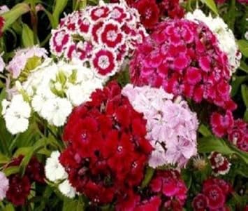 Mixed Williams Flower Seeds for Planting 100 Pcs pcs