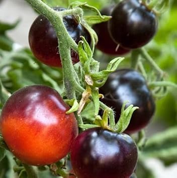 Black Red Tomato Seeds for Planting - heirloom & Non GMO Seeds