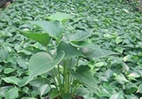 Green Homalomena Plant Seeds for Planting - NON GMO Seeds