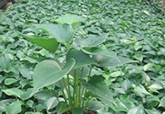 Green Homalomena Plant Seeds for Planting - NON GMO Seeds for planting in home garden