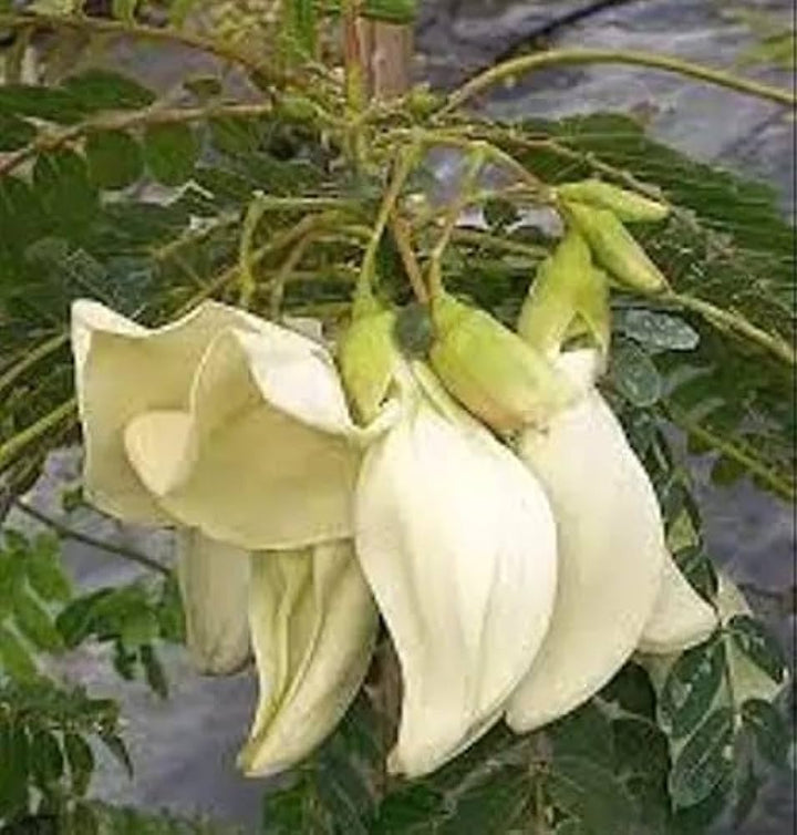 Heron Flower Seeds for Planting, NON GMO Seeds