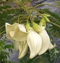 Heron Flower Seeds for Planting, NON GMO Seeds