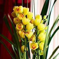 Yellow Dendrobium Orchid Plant Seeds for Planting, 100 pcs