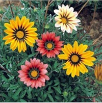 Mixed Gazania Flower Planting Seeds for Garden NON GMO Seeds