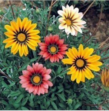 Mixed Gazania Flower Planting Seeds for Garden NON GMO Seeds for planting in home garden