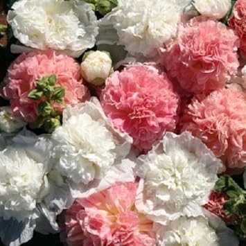 Organic Mixed Hollyhock Double Flower Seeds for Planting – Heirloom, Non-GMO