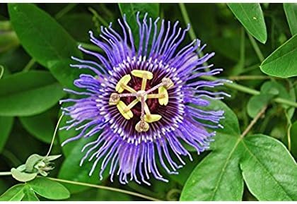 Purple Passiflora Incarnata Flower Seeds for Planting - Heirloom & Non-GMO Garden Seeds