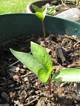 Blue Sausage Fruit Seeds - Unique and Exotic Fruit for Your Garden 100 Pcs pcs