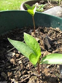 Blue Sausage Fruit Seeds - Unique and Exotic Fruit for Your Garden 100 Pcs pcs