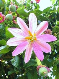 Yellow Passiflora Mollissima Fruit Seeds for Planting – 10 Seeds 100 Pcs pcs