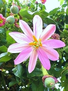 Yellow Passiflora Mollissima Fruit Seeds for Planting – 10 Seeds 100 Pcs pcs