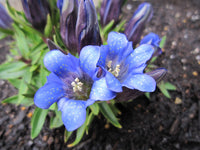 Gentiana Scabra Flower Seeds â€“ Rare Blue Blooms, Heirloom, Non-GMO Seeds for Garden & Rock Borders for planting in home garden