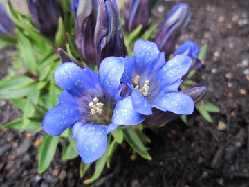 Gentiana Scabra Flower Seeds â€“ Rare Blue Blooms, Heirloom, Non-GMO Seeds for Garden & Rock Borders for planting in home garden